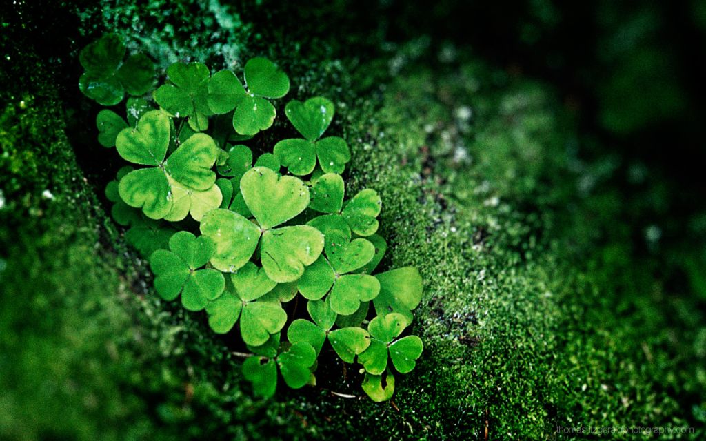 Wishing You All a Happy St. Patricks Day 2014.